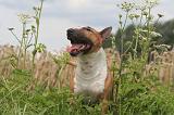 BULL TERRIER MINIATURE 019